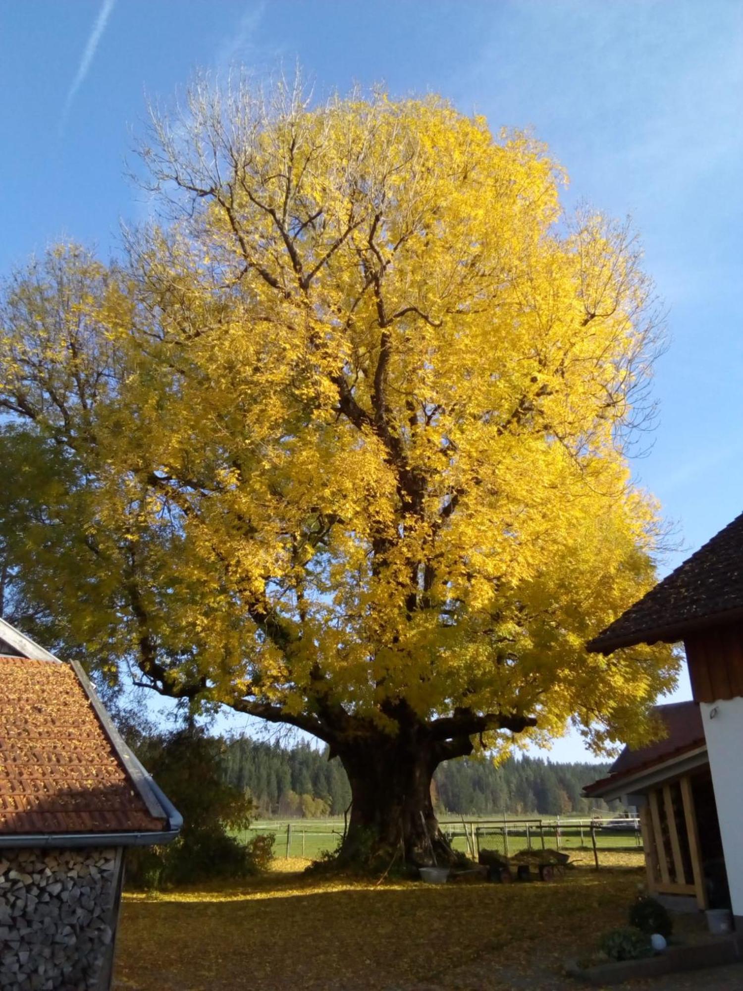 In Den Wiesen